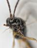 Dinotrema sp.
